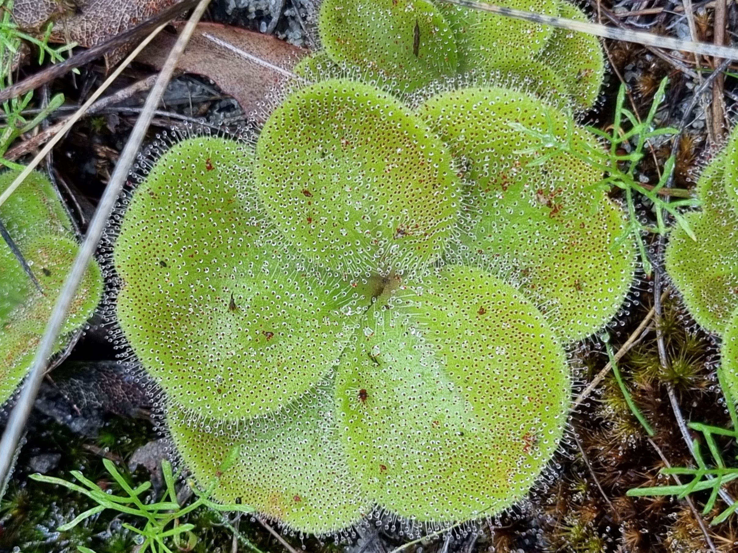 sp.